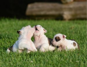 bull dog puppies