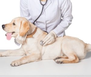 dog at the vet