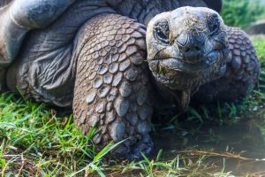 sea turtle in the Galapagos