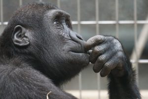 black ape, reflecting after a children's birthday party