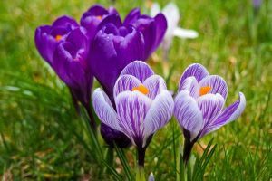 crocuses in bloom for post on baby bouncer giveaway