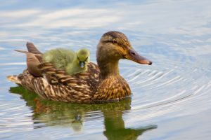 mother duck with baby duck on her back--baby essentials